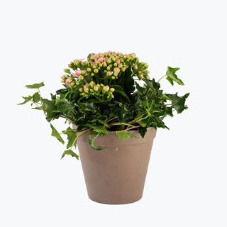 Sammenplantning - rosa